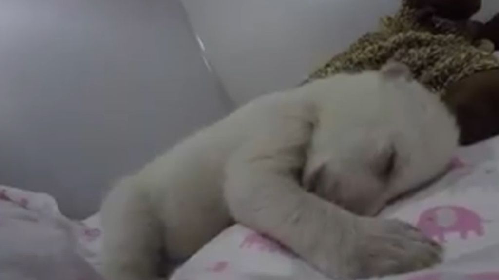 El oso polar bebé que cautiva a la Red