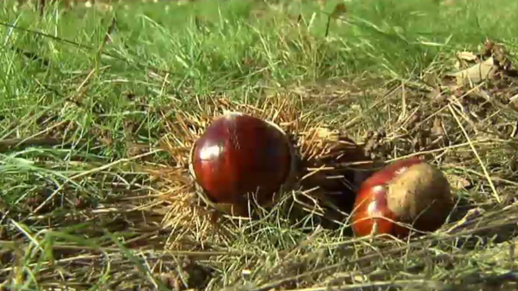 Las castañas se convierten en objeto de robos en Galicia