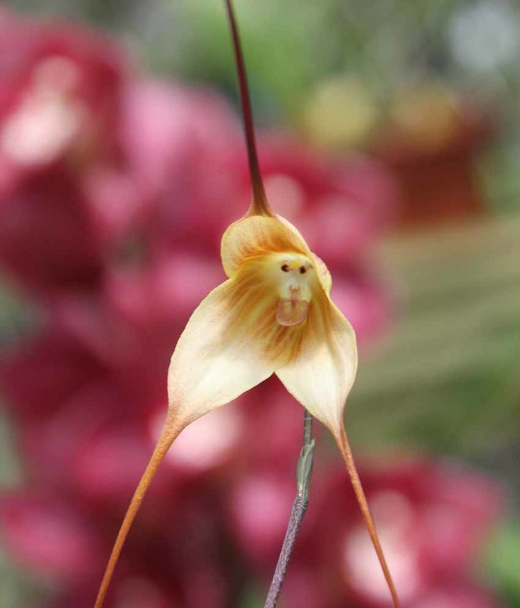 Increíble orquídea con la cara de un mono