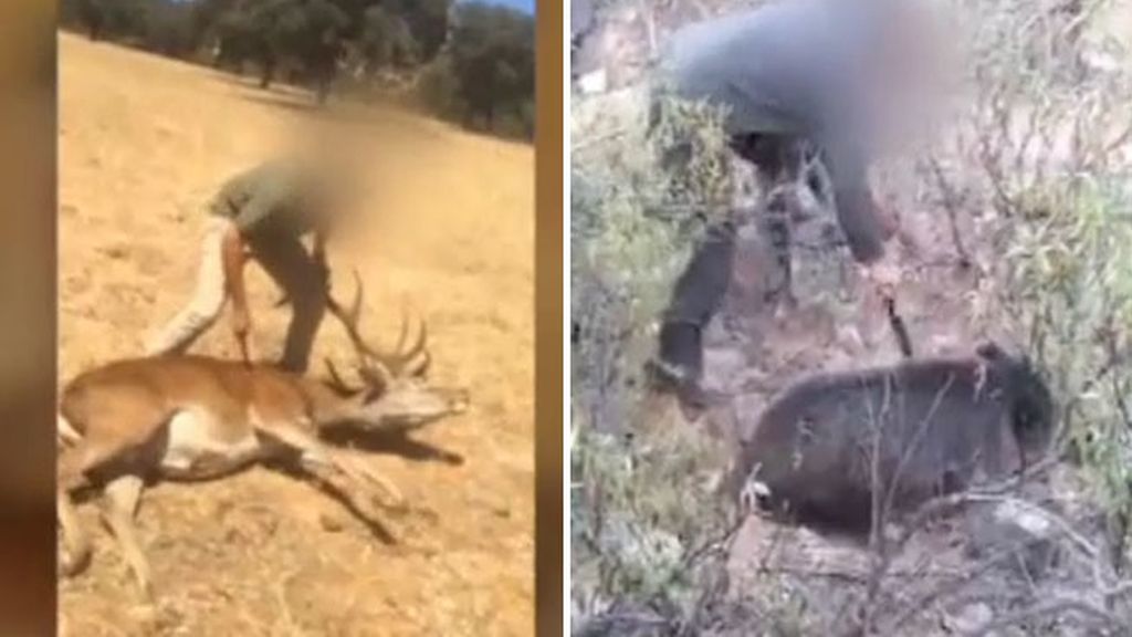 Matan a un ciervo y a un jabalí "con gran violencia" y lo difunden por móvil