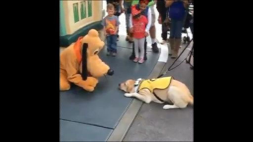 El curioso encuentro entre un perro y Pluto en Disneyland que asombra a la Red