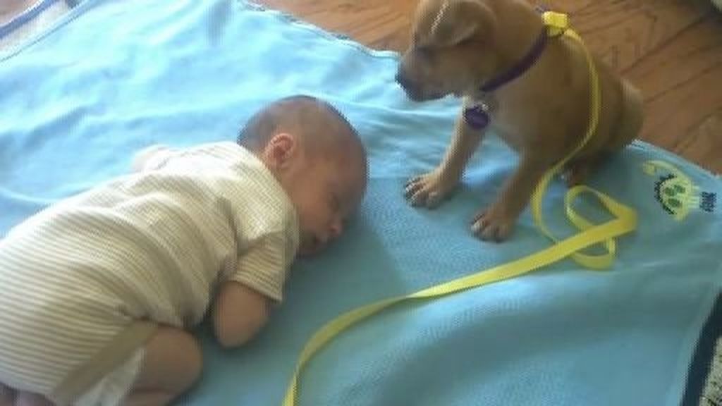 ¿Qué hace el perro cuando el bebé duerme?