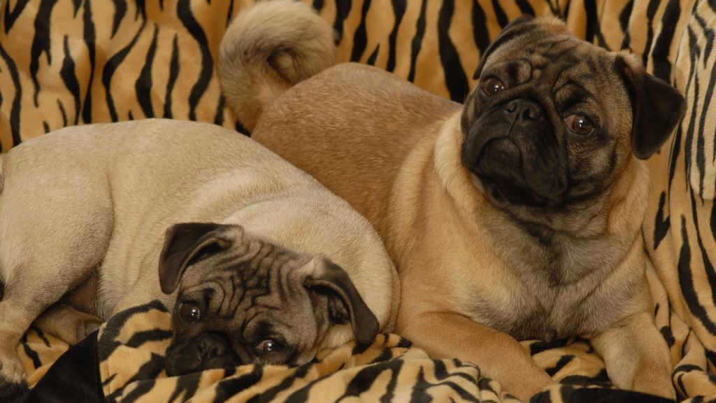 El sorprendente mundo animal