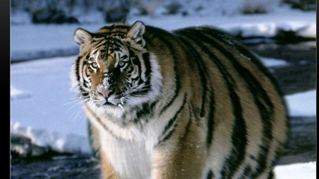 La obesidad en el reino animal