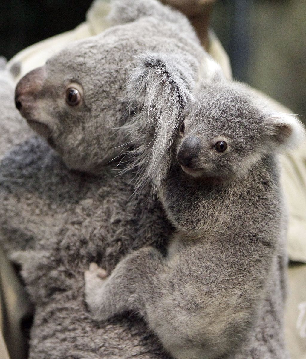 El sorprendente mundo animal
