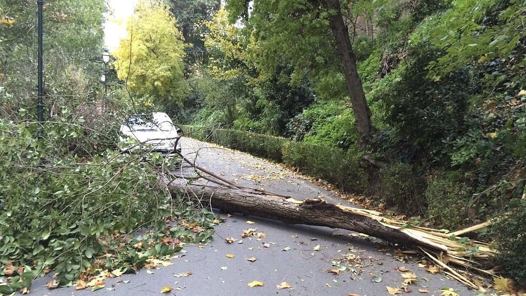 Un fallecido y un herido grave por las fuertes rachas de viento registradas en Granada