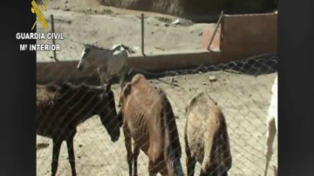 Arrestan a un hombre tras hallar 9 caballos muertos en su finca de El Molar