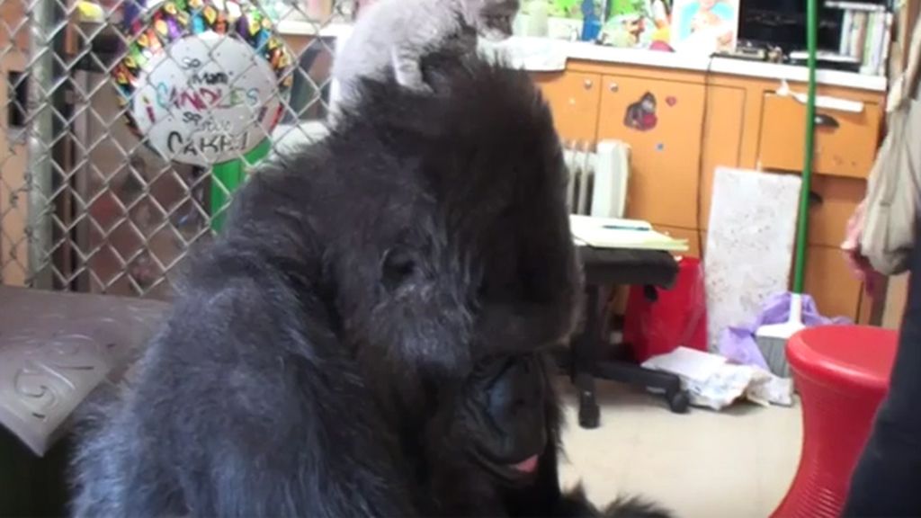 La gorila Koko adopta dos gatitos como parte de su familia