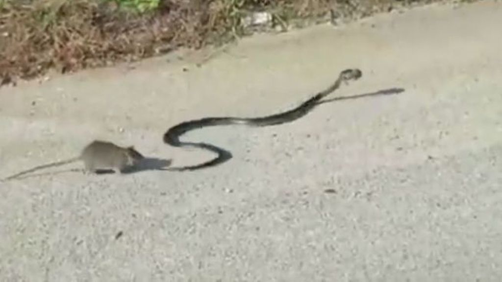 Lucha a muerte para salvar a su cría del ataque de una serpiente