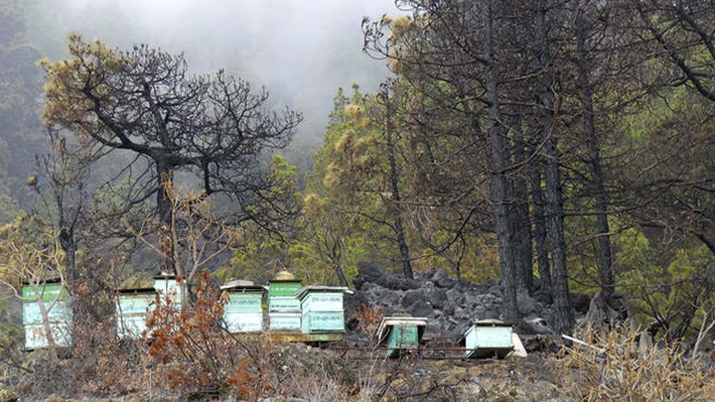 Estabilizado el incendio de La Palma tras seis días de lucha contra las llamas