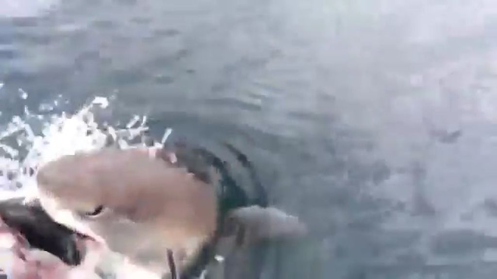 Así 'roba' un tiburón a un pescador en Nueva Zelanda