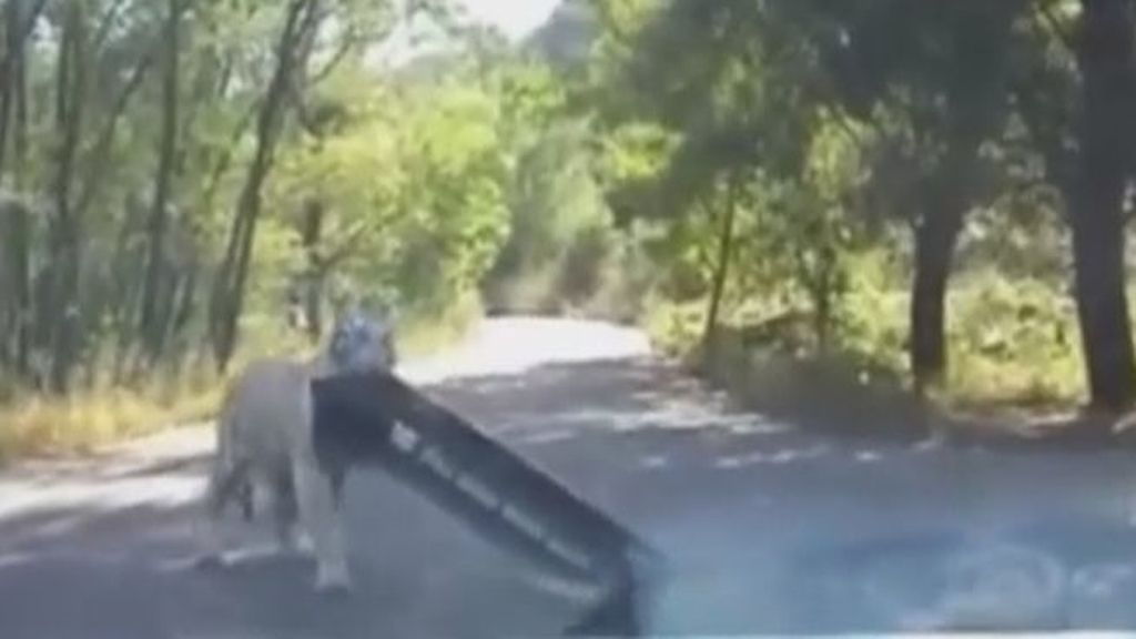 Un tigre le arranca el parachoques del vehículo y se lo lleva