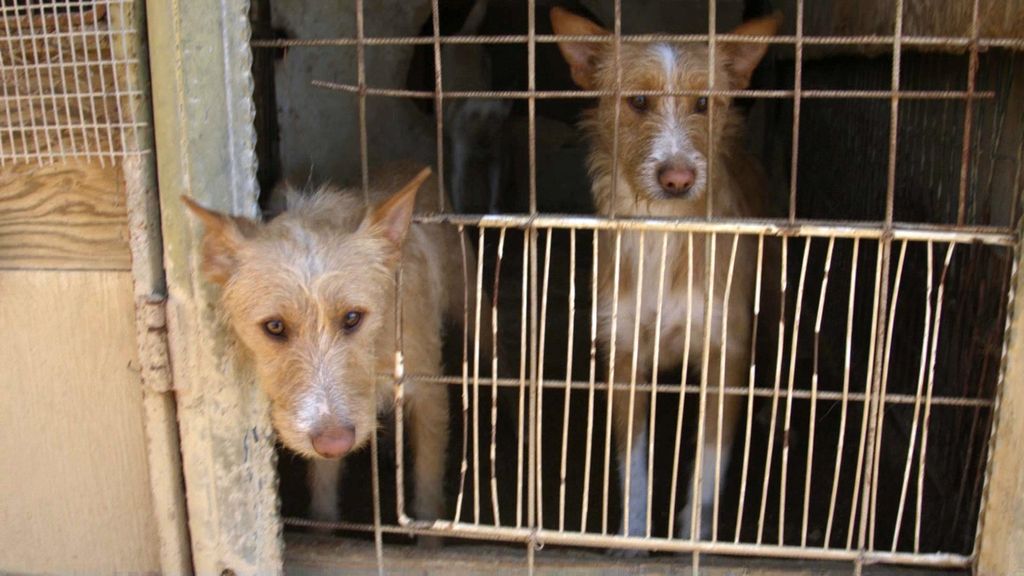 El tráfico ilegal de cachorros y perros en el nuevo programa 'En el punto de mira'