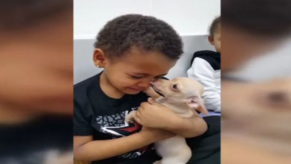 Un niño no puede dejar de llorar al abrazar al chihuahua “más bonito” que ha visto nunca