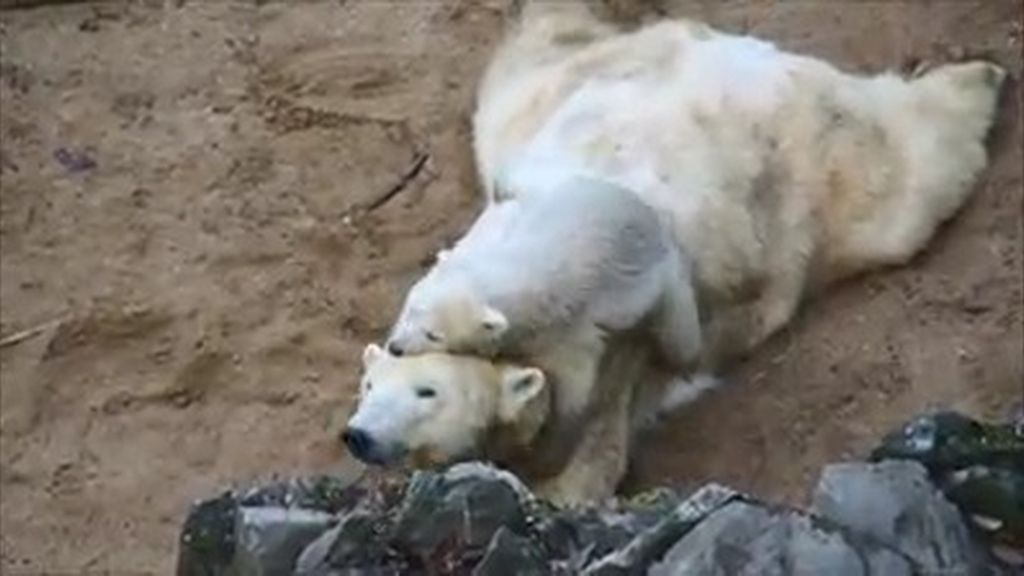 La madre de este osito polar no va a poder echarse la siesta