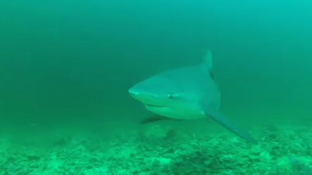 Biólogos marcan y vigilan el comportamiento de los tiburones