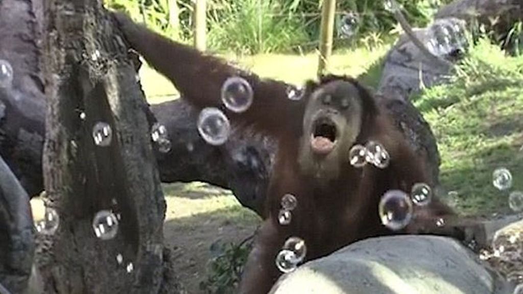 Estos orangutanes reaccionan como niños cuando ven pompas de jabón por primera vez