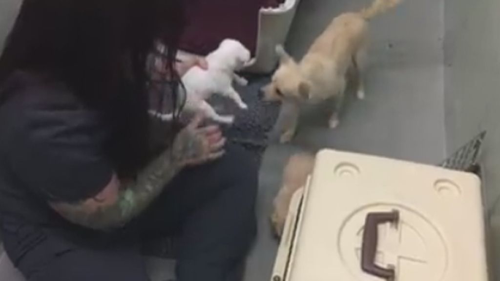 El reencuentro de una perra con sus cachorros después de ser abandonada