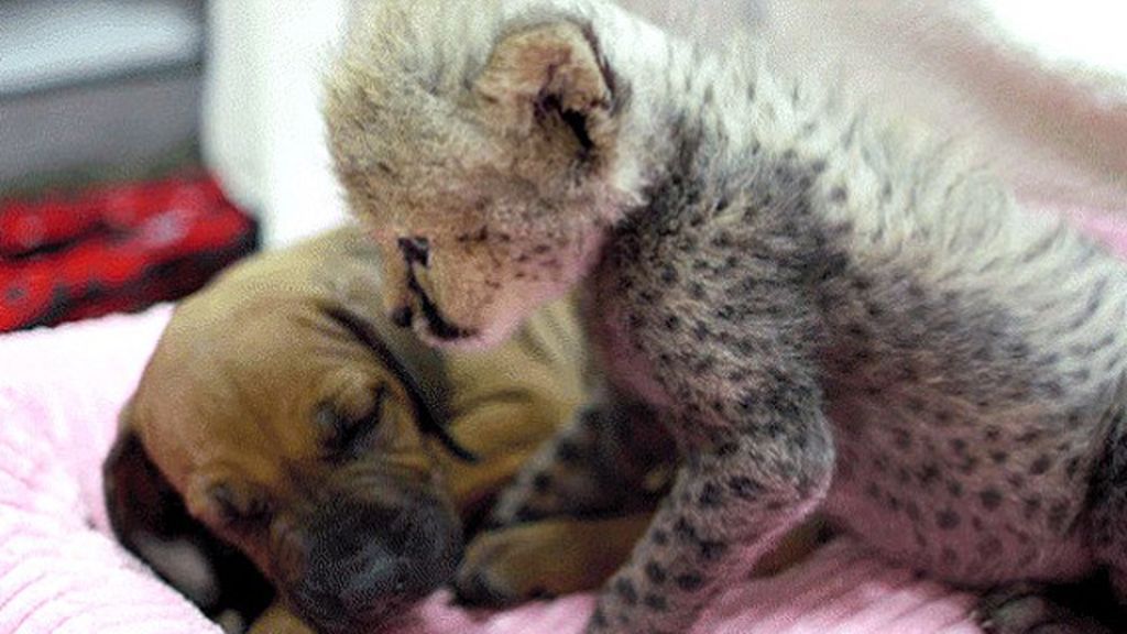 El bebé de un guepardo se cría con un cachorro de perro