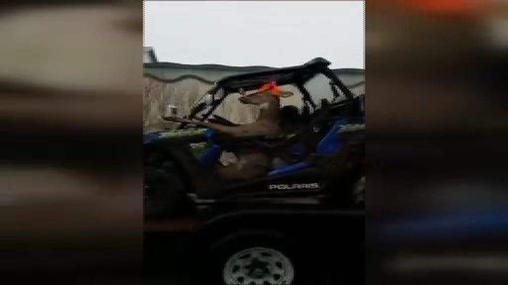 Este ciervo conduciendo se ha vuelto viral
