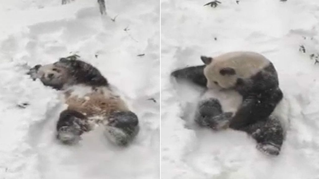 El oso panda que enamora a las redes sociales jugando con la nieve
