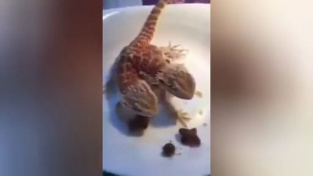¡Comer por partida doble! Un lagarto de dos cabezas come su merienda con ambas bocas