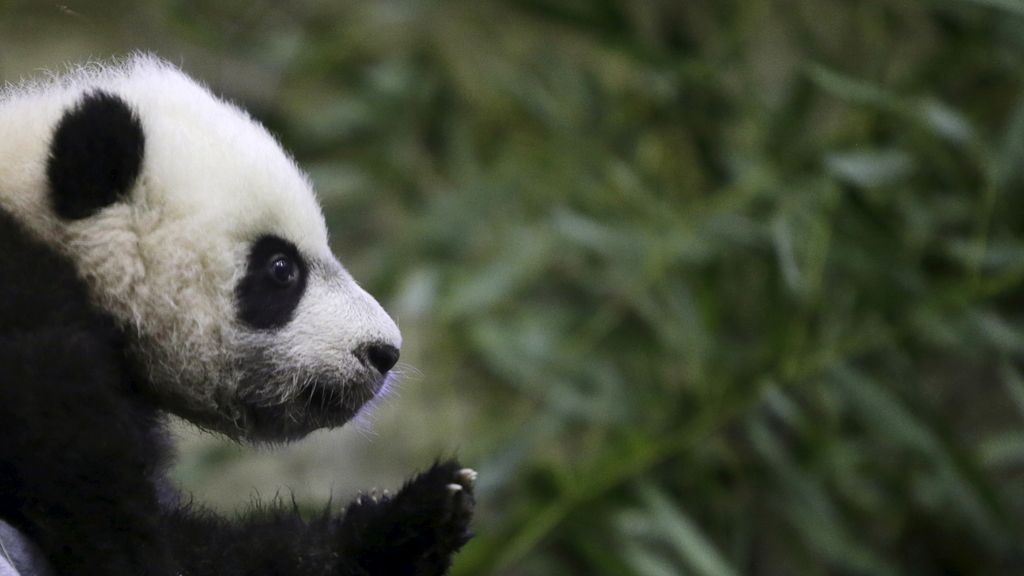 Bei Bei, el panda gigante, nueva estrella del Zoo de Washington