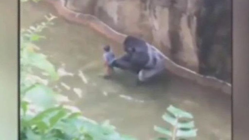 ¿Se podía haber resuelto de otra manera el incidente en el zoo de Cincinnati?