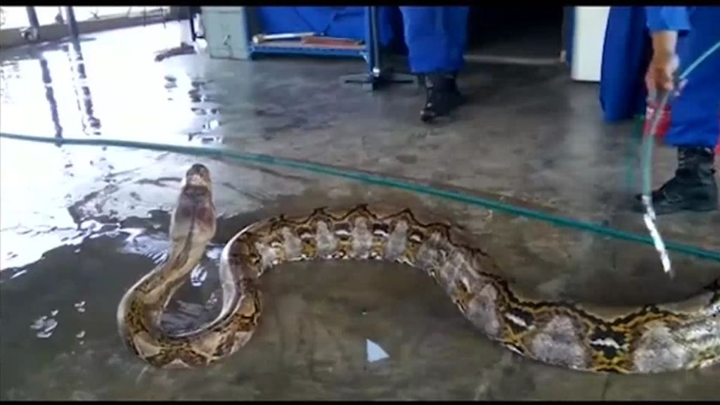 Mundo Insólito: Encuentran la serpiente más grande del mundo con 8 metros