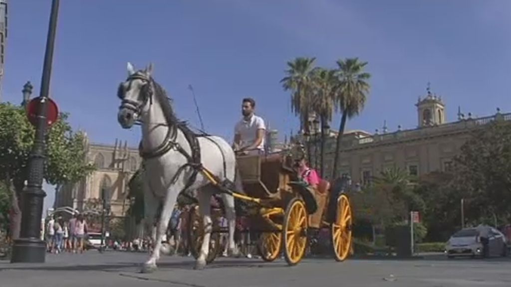 PACMA pide prohibir los coches de caballos de Sevilla