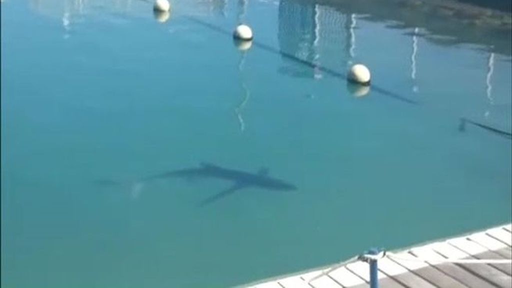 Un pequeño tiburón ataca a un bañista en una playa de Elche