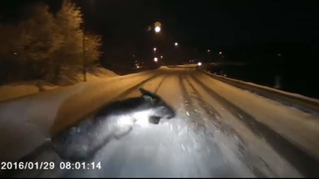 Impresionante accidente causado por un alce en una carretera noruega