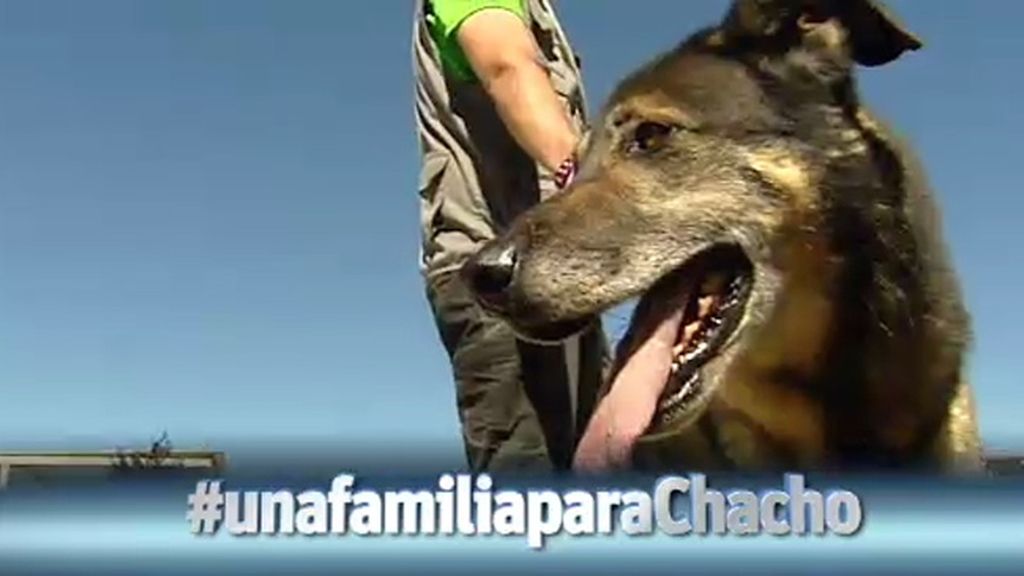 Chacho, el perro invisible