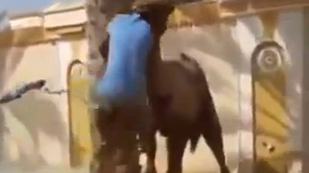 Un camello coge a un hombre por el cuello y lo lanza