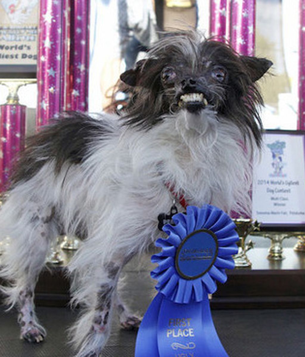 Cacahuete, el perro más feo del mundo