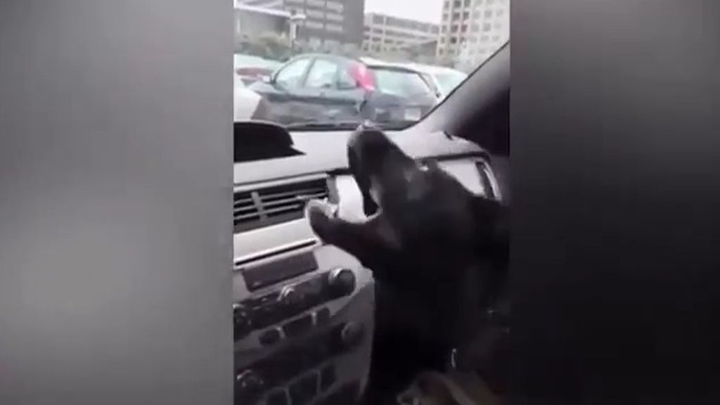 Divertida reacción de un cachorro que descubre el aire acondicionado del coche