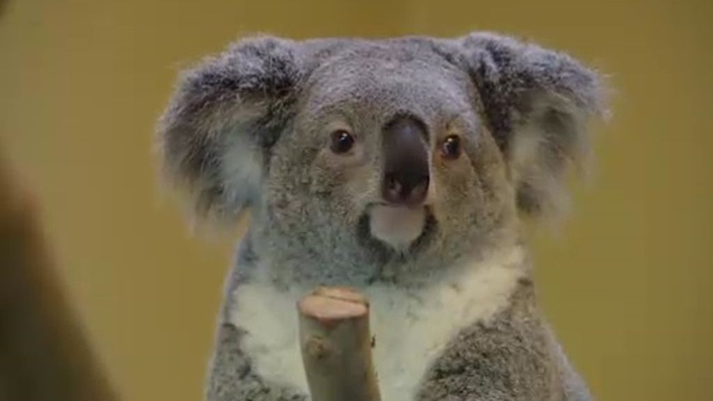 El viaje de Mayra, la nueva koala del Zoo de Madrid