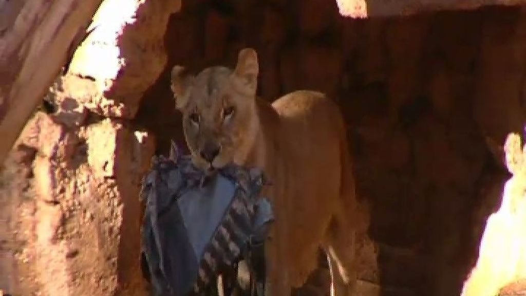 Herido grave un hombre al tirarse al foso de los leones en el zoo de Barcelona