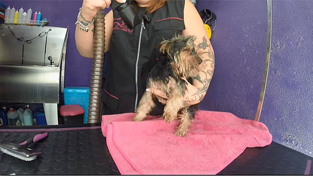 Koko: El perrito más presumido de ‘Amores perros’ asiste a la peluquería canina
