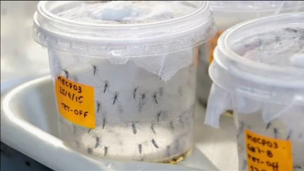 Crece la preocupación en el subcontinente americano por el virus Zika