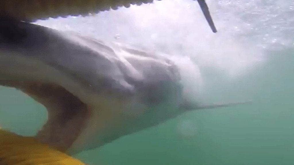 Así es el espectacular ataque de un tiburón blanco