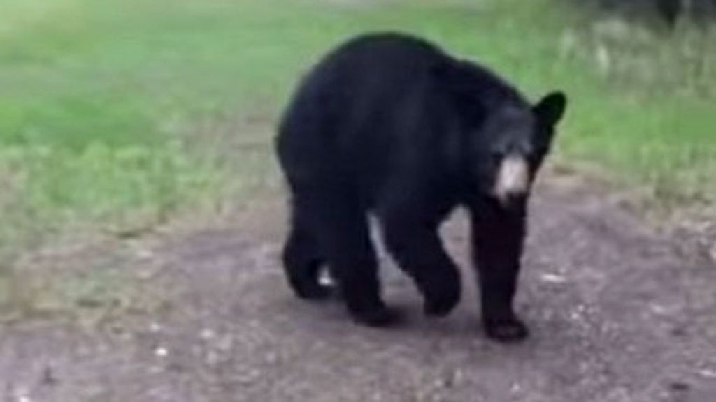 Dos hombres aterrorizados graban la persecución de un oso