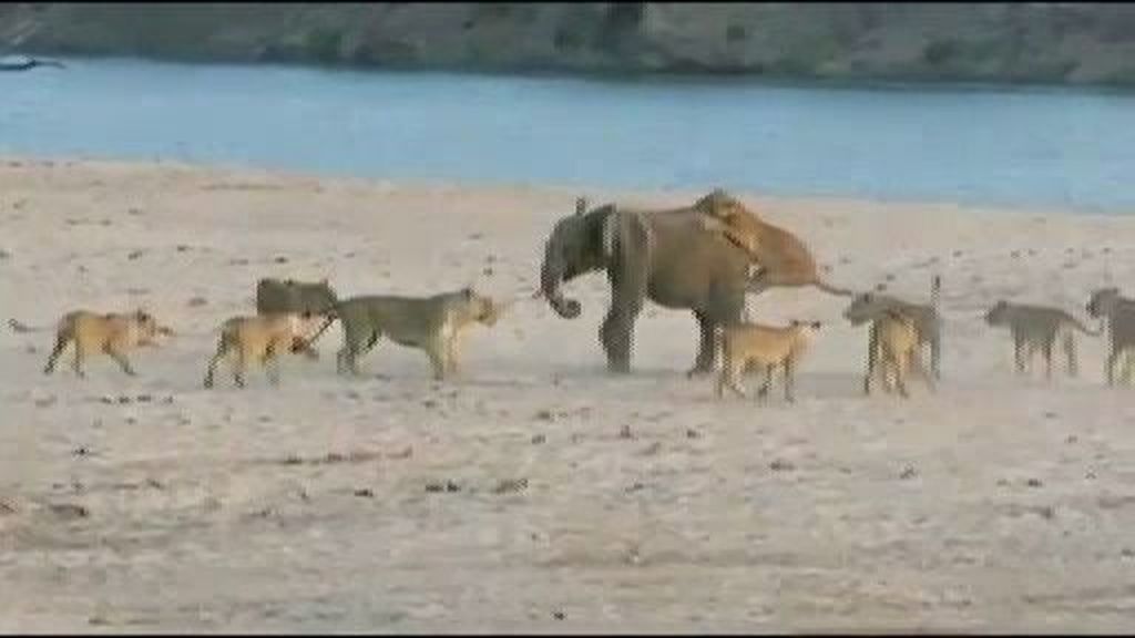 El bebé elefante que lucha por su vida contra 14 leonas