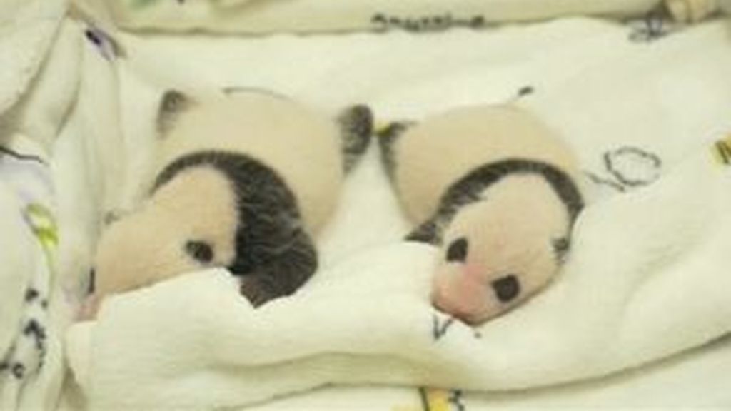 Presentan al público los gemelos pandas nacidos en Macao