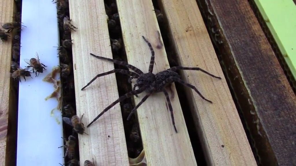 Una araña trata de matar a una abeja… ¡y le ataca toda la colmena!