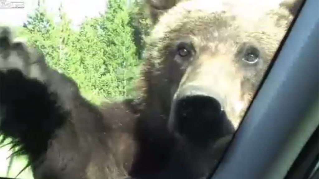 Un oso, compañero de viaje inesperado