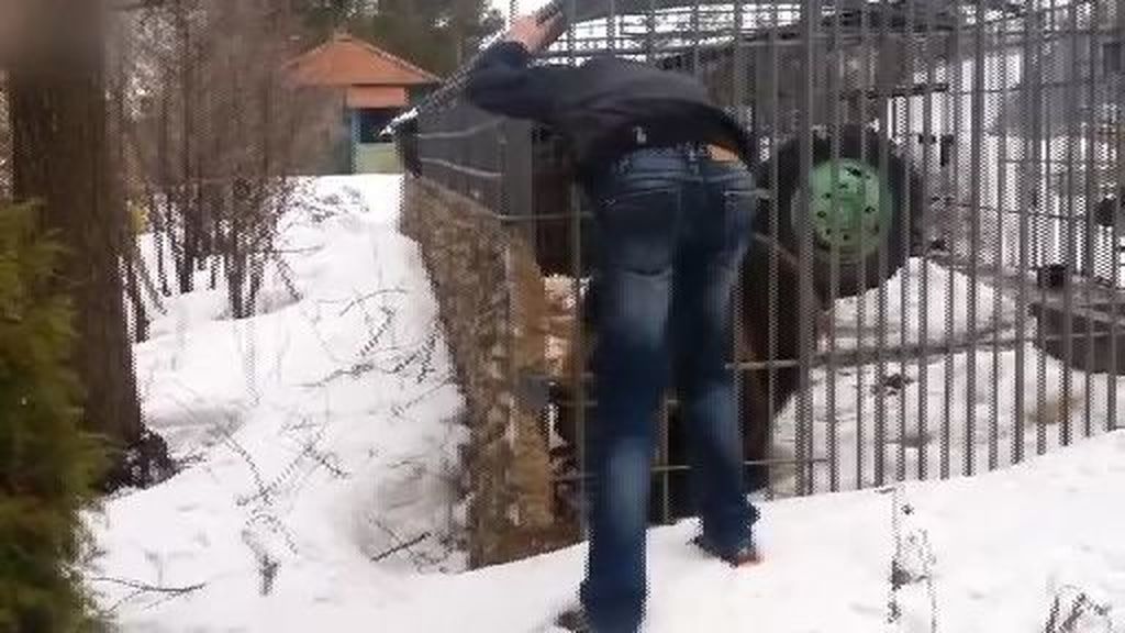 Un hombre ebrio trata de acariciar a un oso en una jaula y pierde la mano