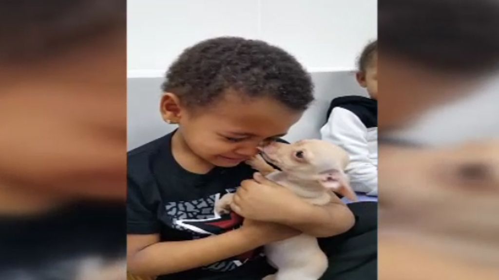 Un niño no puede dejar de llorar al abrazar al chihuahua “más bonito” que ha visto nunca