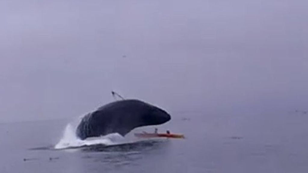 Una ballena salta sobre una pareja