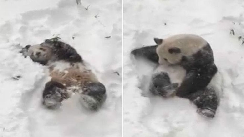 El oso panda que enamora a las redes sociales jugando con la nieve